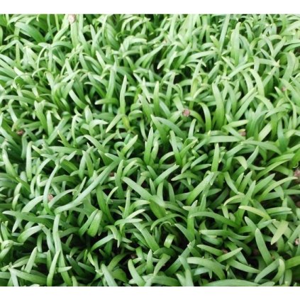 253 3 Spinat-Microgreens