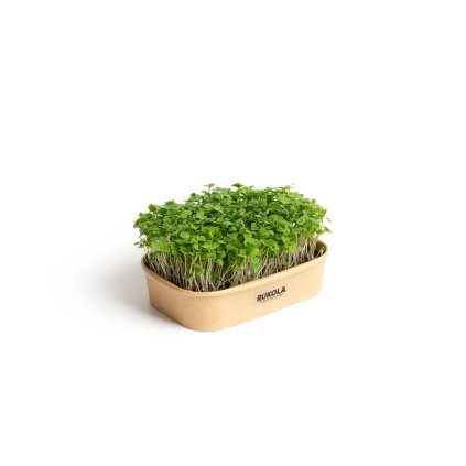 Set für den Heimanbau von Microgreens Rucola