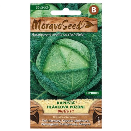 Samen MoravoSeed Spätkohl BLISTRA F1 – Hybrid, 40er Jahre