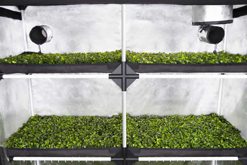 11670 13 probox-Gewächshaus xl 120x40x200cm