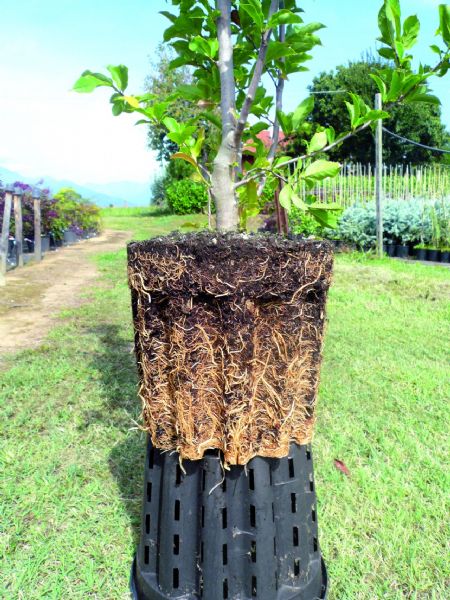 Herkules root2