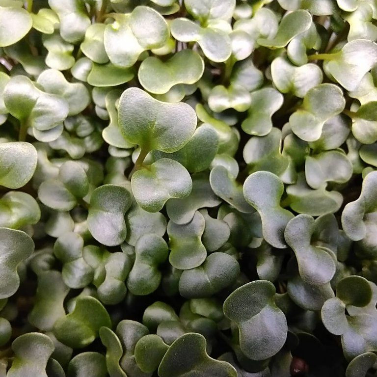 Toskanischer Schwarzkohl auf Microgreens, 50 g