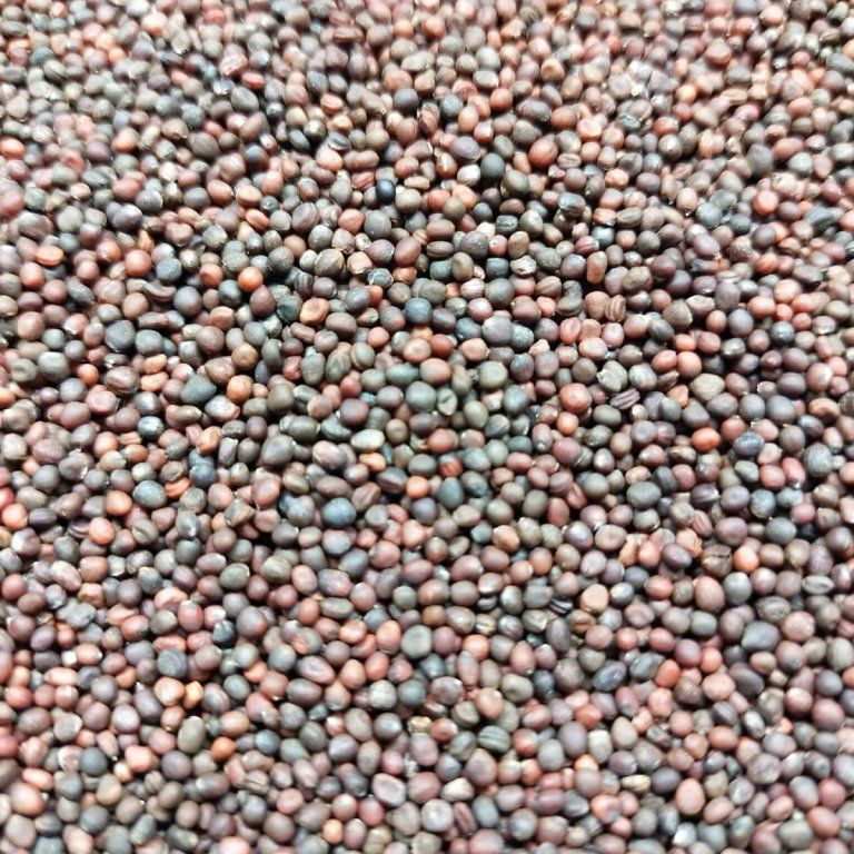 Toskanischer Schwarzkohl auf Microgreens, 50 g