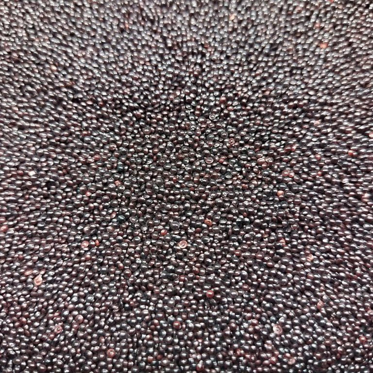 Roter Amaranth auf Microgreens, 50 g