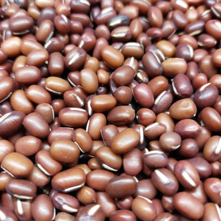 Adzukibohnen auf Microgreens, 100g