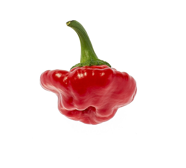 Chili JAMAIKANISCHER ROSSO