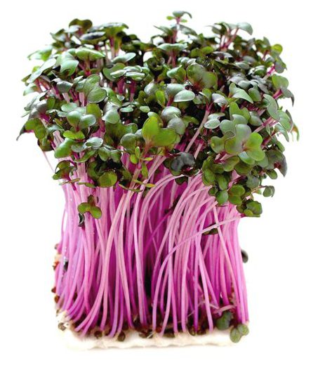 Kohl
