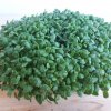Lila Klee auf Microgreens, 50 g