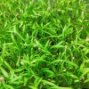 Karotten auf Microgreens, 50 g