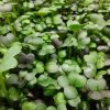 PAK CHOI rot auf Microgreens, 50 g
