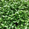 Gartenpetersilie auf Microgreens, 100 g