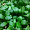 Bockshornklee Bockshornklee auf Microgreens, 50 g