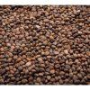 Rettich Red Sango auf Microgreens, 50 g