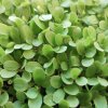 Grüner Eichenblattsalat auf Microgreens, 50 g