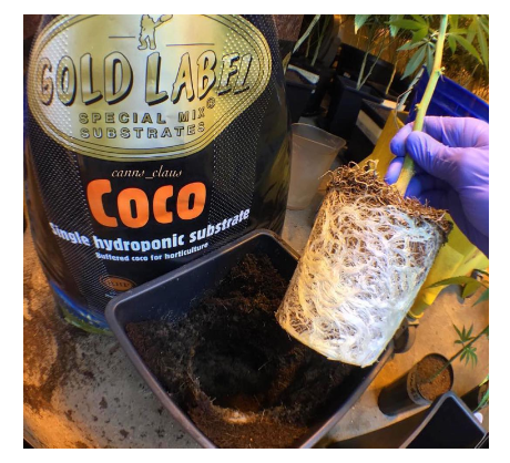 Guide to Coconut Substrates