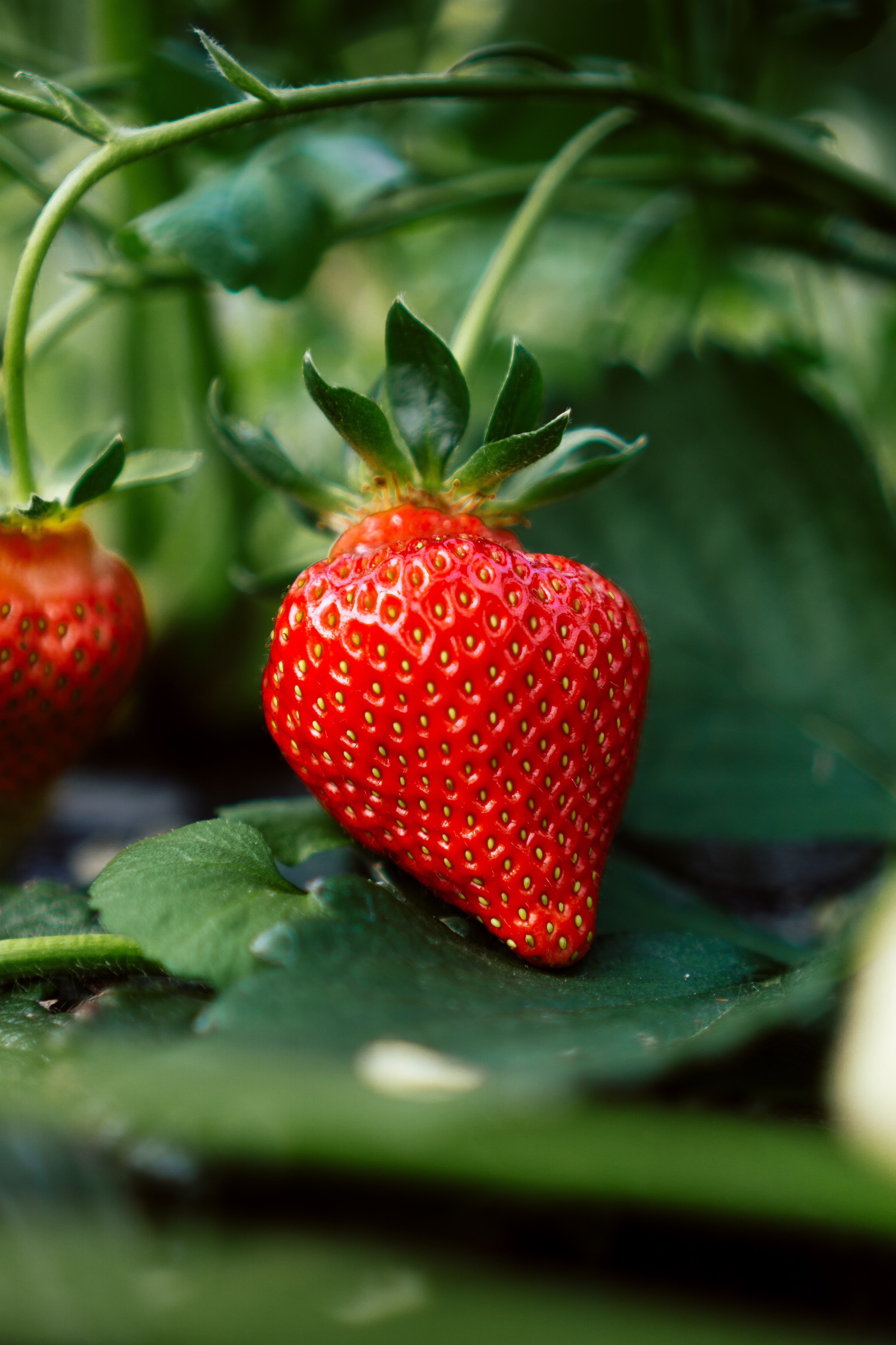 Strawberry plants after harvest: how to care for them?
