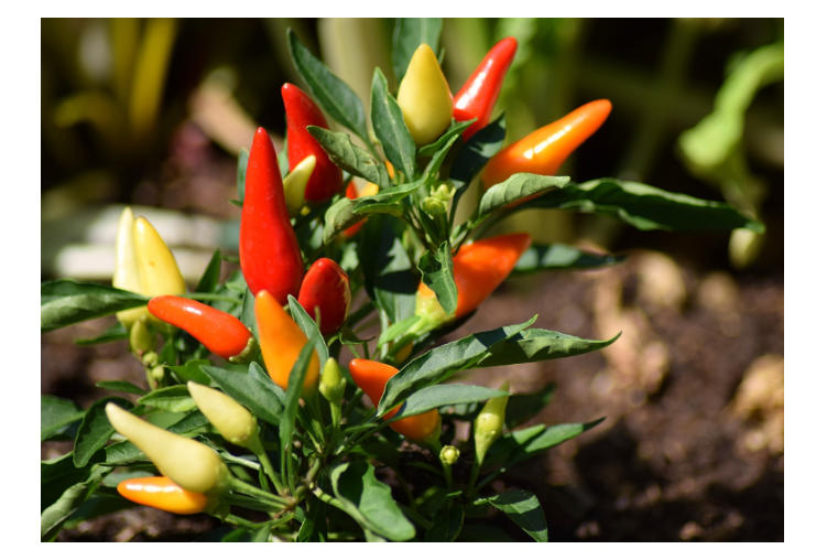 How to grow ornamental chili peppers