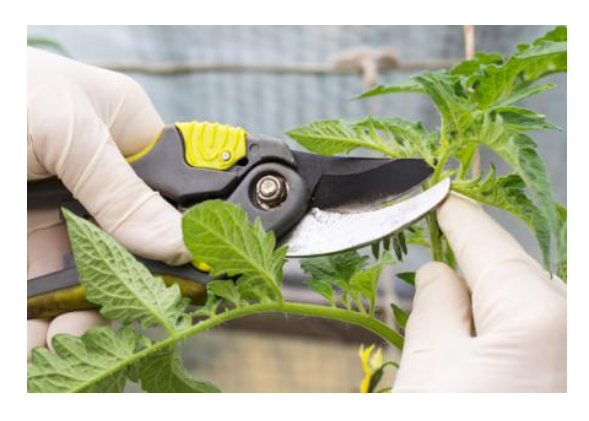 Is removing leaves worth it for better yields?