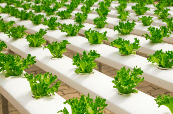 Hydroponics – what it involves and how to get started?