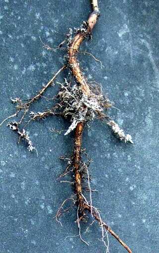 Mycorrhiza: High Yields Without Chemicals