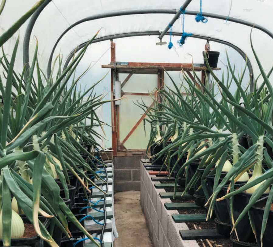 AutoPot Hydroponic Systems for Economical Operation and High Yields