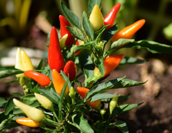 How to grow chili peppers?