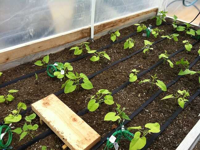 Hydroponics Made Easy: Drip Irrigation