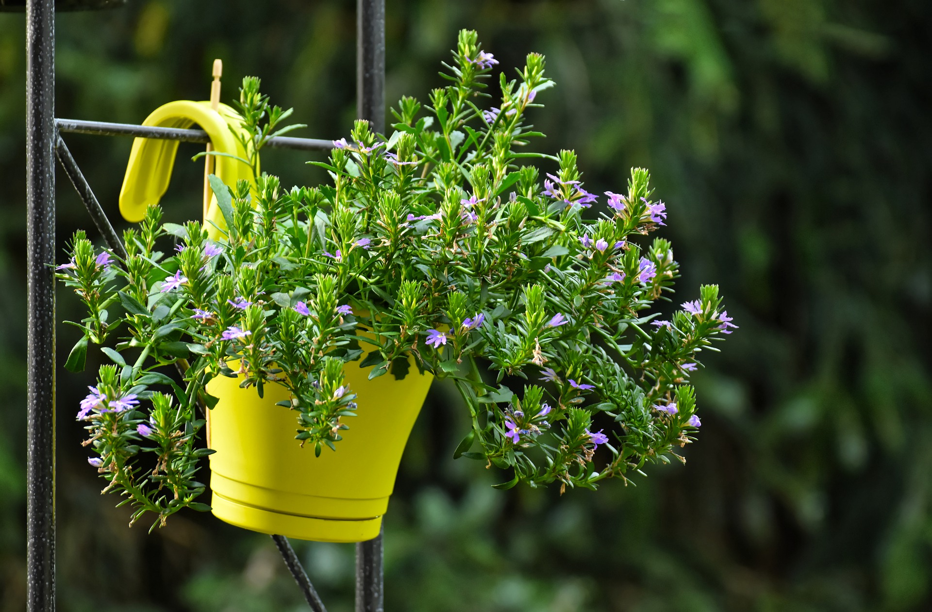 How to choose a plant pot?