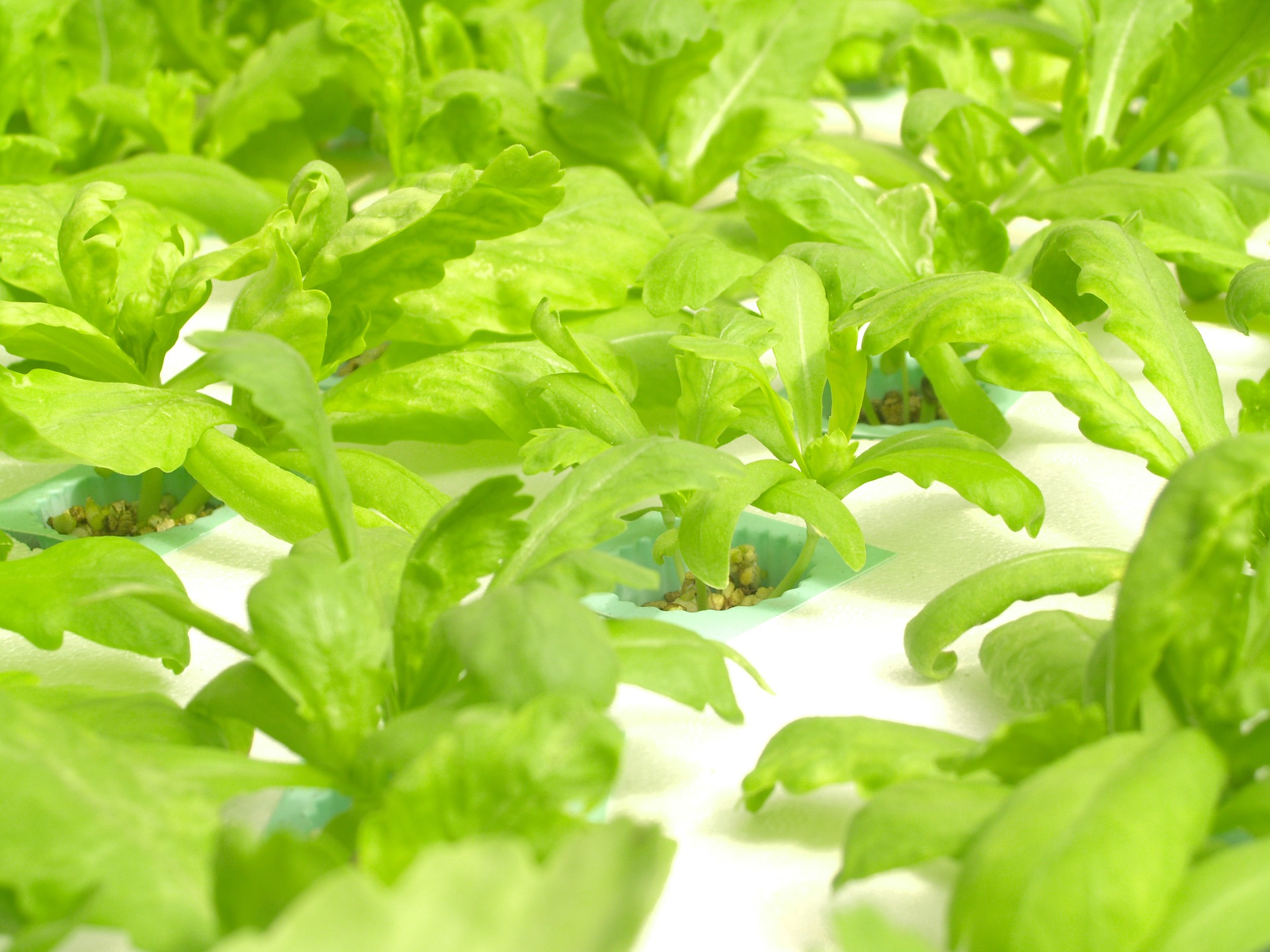 What are the best fertilizers for hydroponics and how to use them correctly?