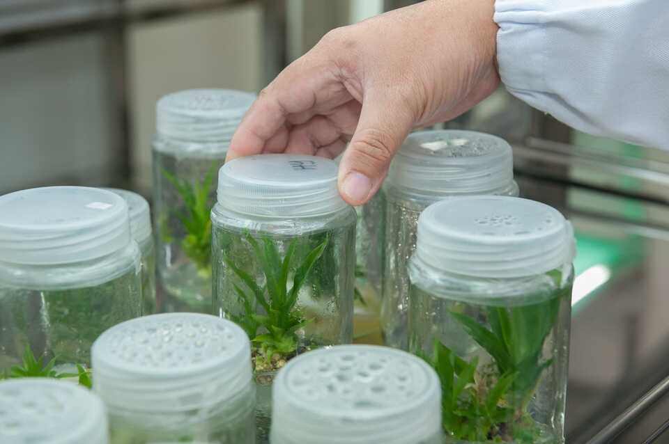 Tissue Culture and Micropropagation: The Future of Plant Propagation?