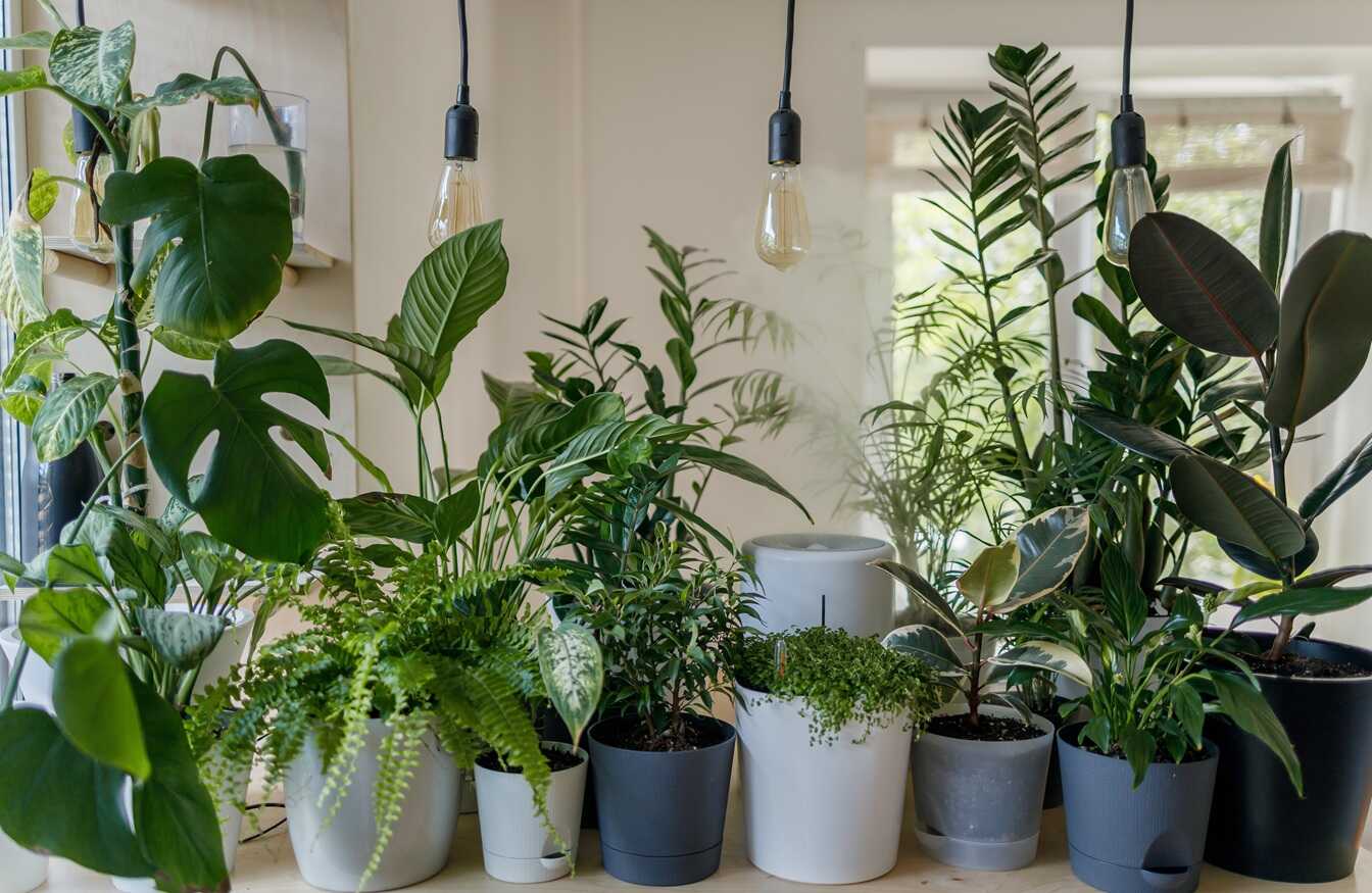 Winter's coming — turn up the heat and give your plants extra light