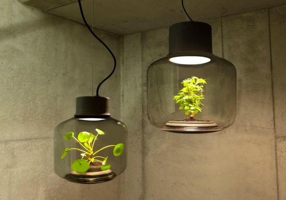 How to start growing plants at home?