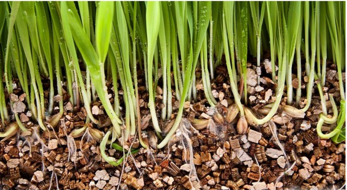 What is vermiculite and how to use it?