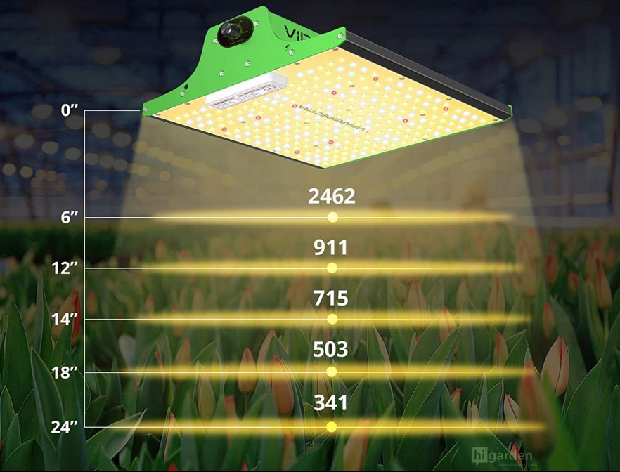 How high above the plant tops should you hang the light?