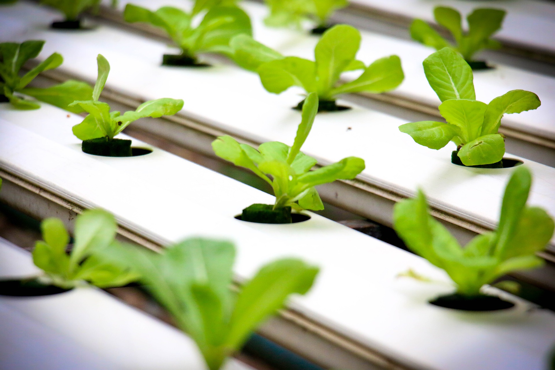Hydroponics - what does it entail and how to start?