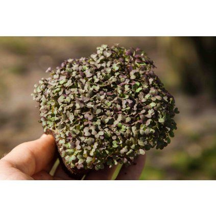 mizuna red microgreens held in hand