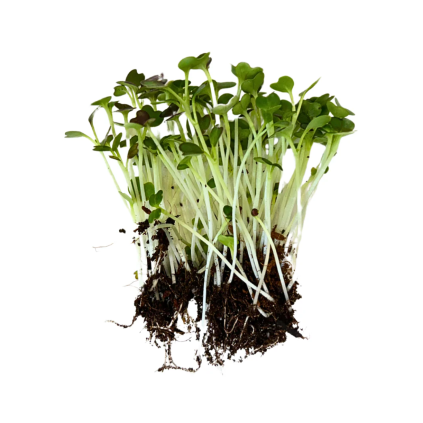 pak choi red