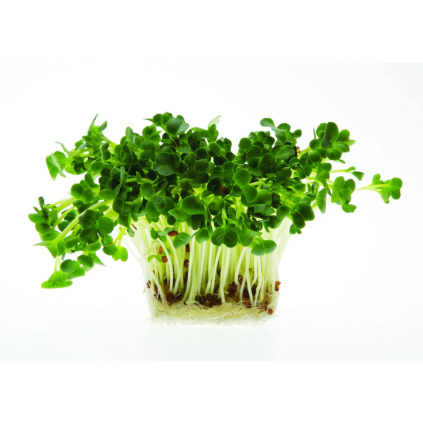 daikon