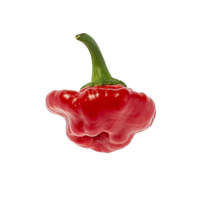 28050 chilli jamaican rosso