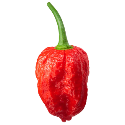 28053 chilli naga morich