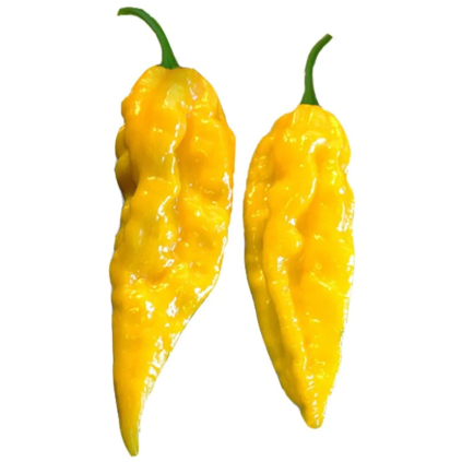 28940 bhut jolokia yellow