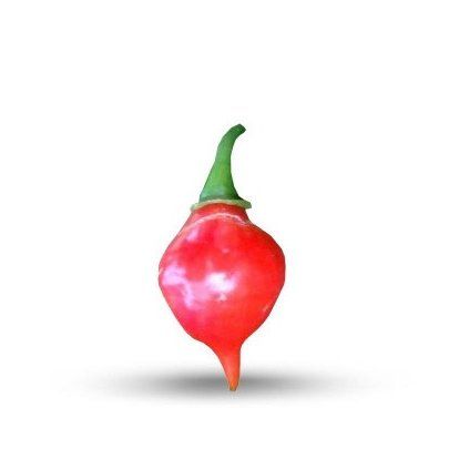 28931 graines de piment peito de moca