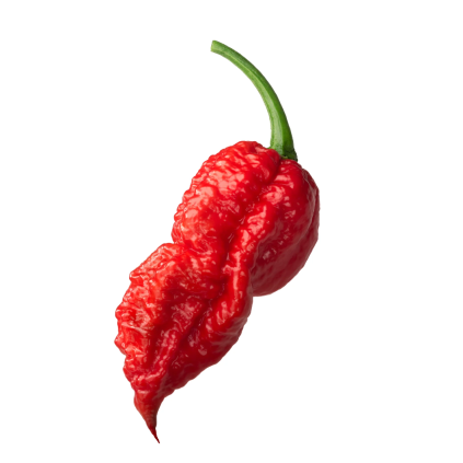 28071 bhut jolokia red