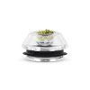herba