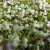 36914 1 mizuna cervena na microgreens 50 g