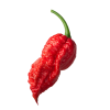 28071 bhut jolokia red