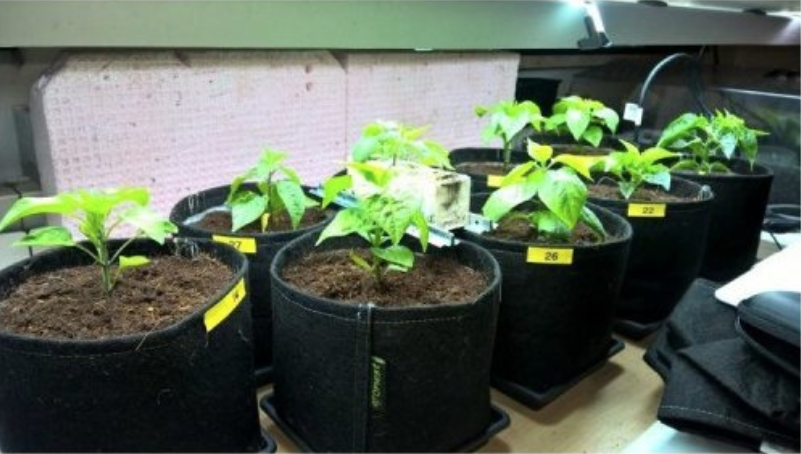 doniczka tekstylna 2