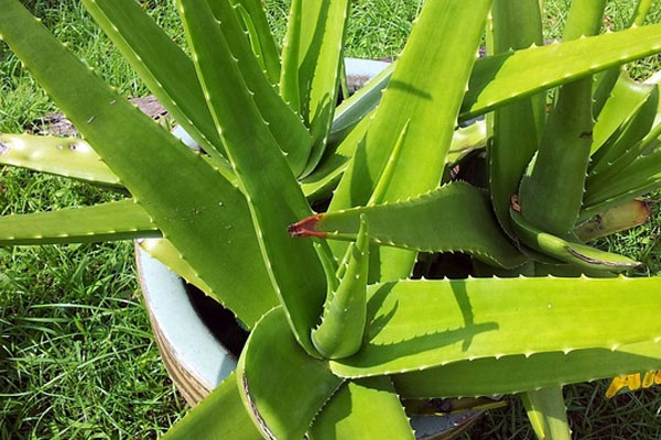 Aloe vera - aloe pravá