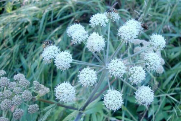 Andělika lékařská