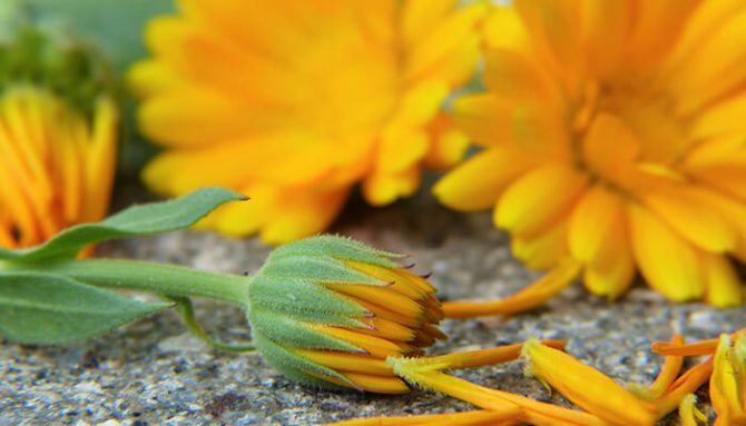 Bylinky na zánět žil